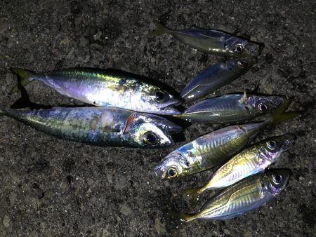 小さなアジばかり